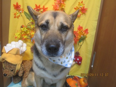 ファイル 8208-1.jpg