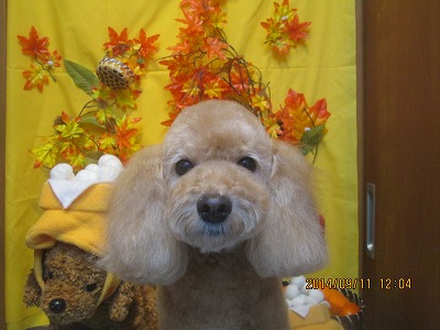 ファイル 8209-2.jpg