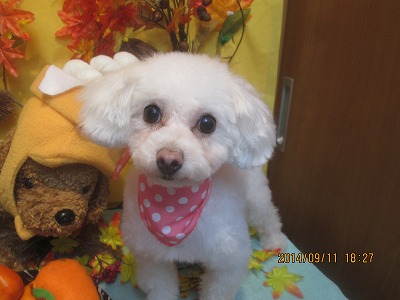 ファイル 8210-1.jpg