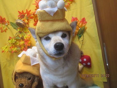 ファイル 8212-1.jpg