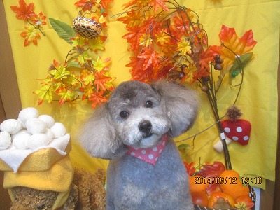 ファイル 8215-1.jpg