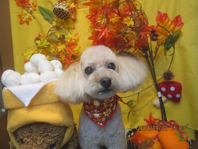 ファイル 8217-1.jpg