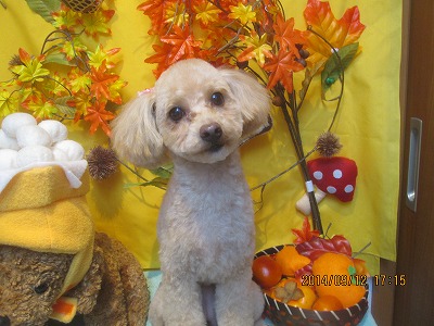 ファイル 8218-1.jpg