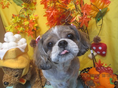 ファイル 8219-1.jpg