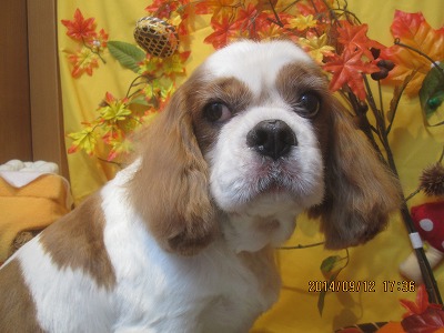 ファイル 8220-1.jpg