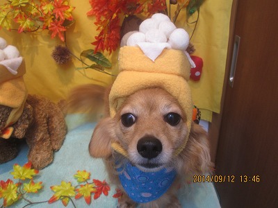 ファイル 8221-1.jpg