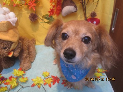 ファイル 8221-2.jpg