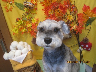 ファイル 8222-1.jpg