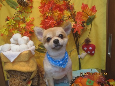 ファイル 8223-1.jpg