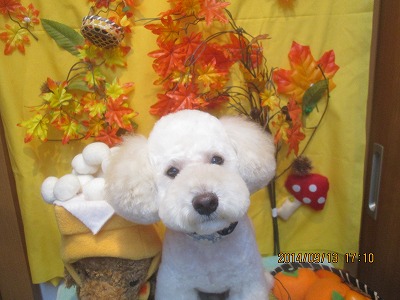 ファイル 8224-1.jpg