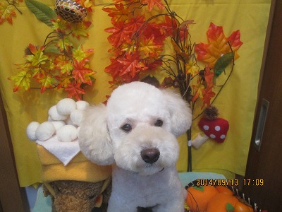 ファイル 8224-2.jpg