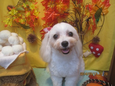 ファイル 8225-1.jpg