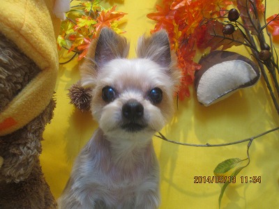 ファイル 8226-1.jpg