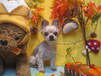 ファイル 8226-2.jpg