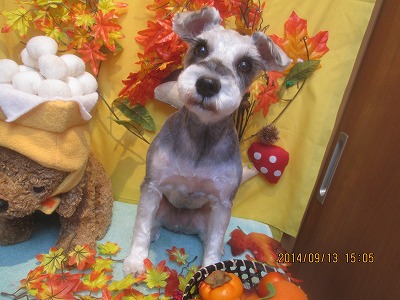 ファイル 8227-1.jpg