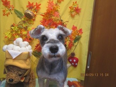 ファイル 8227-2.jpg