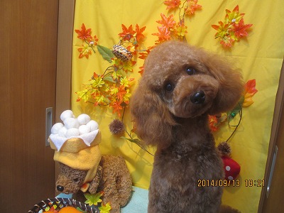 ファイル 8228-1.jpg