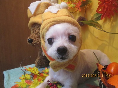 ファイル 8229-1.jpg