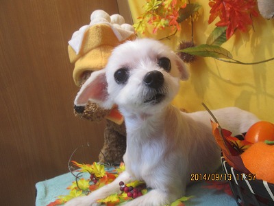 ファイル 8229-2.jpg