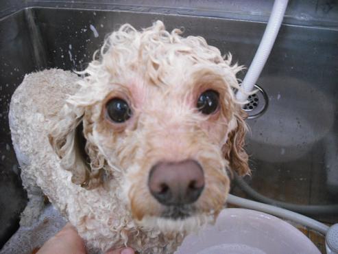 ファイル 823-2.jpg