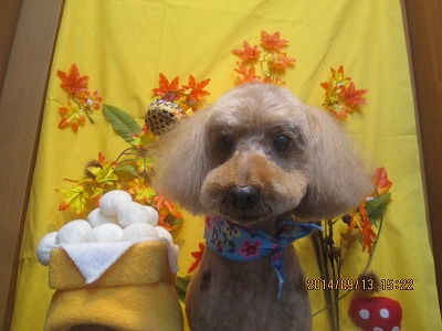 ファイル 8230-1.jpg