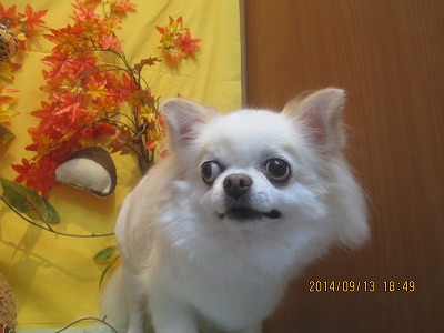 ファイル 8231-2.jpg