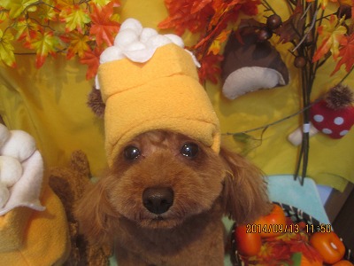 ファイル 8232-1.jpg