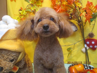 ファイル 8232-2.jpg