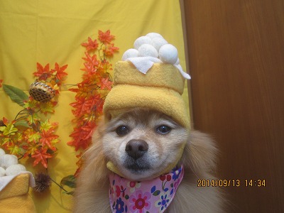 ファイル 8233-1.jpg