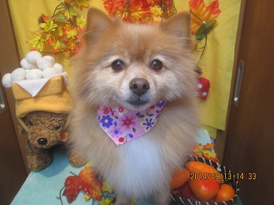 ファイル 8233-2.jpg