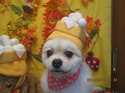 ファイル 8234-1.jpg