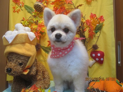 ファイル 8234-2.jpg