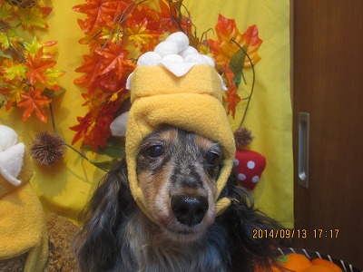 ファイル 8235-1.jpg