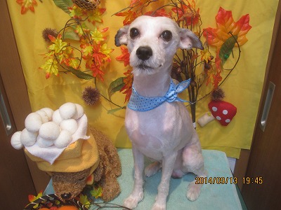 ファイル 8236-1.jpg