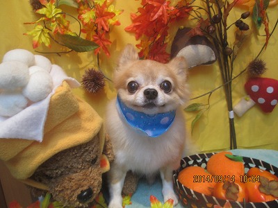 ファイル 8238-2.jpg