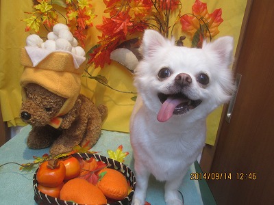 ファイル 8239-2.jpg