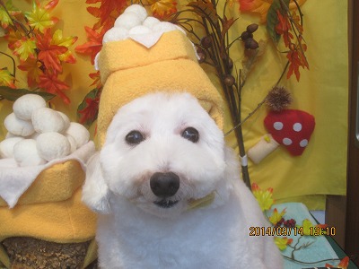 ファイル 8240-1.jpg