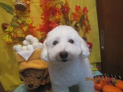 ファイル 8240-2.jpg