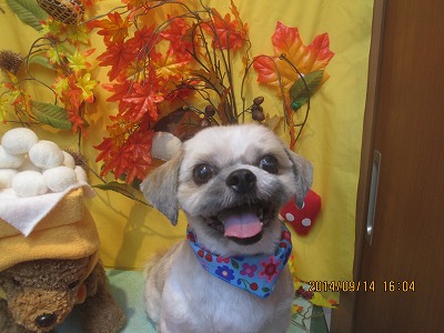 ファイル 8241-1.jpg