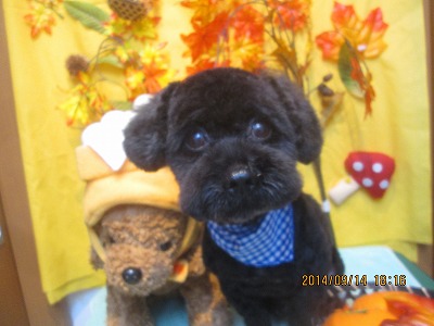 ファイル 8242-1.jpg