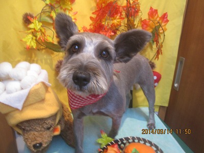 ファイル 8243-1.jpg