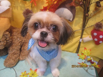 ファイル 8244-1.jpg