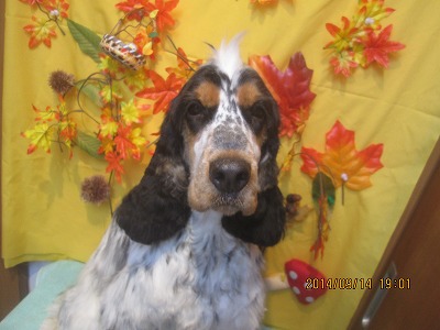 ファイル 8245-1.jpg