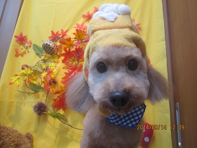 ファイル 8246-1.jpg