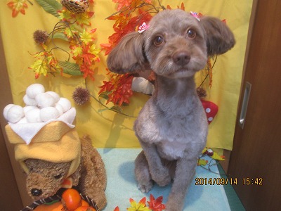 ファイル 8248-1.jpg