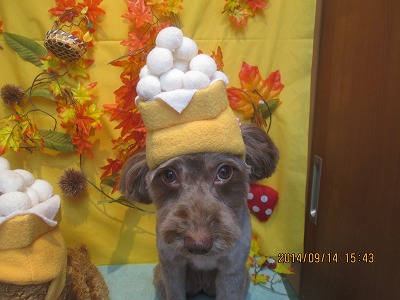 ファイル 8248-2.jpg