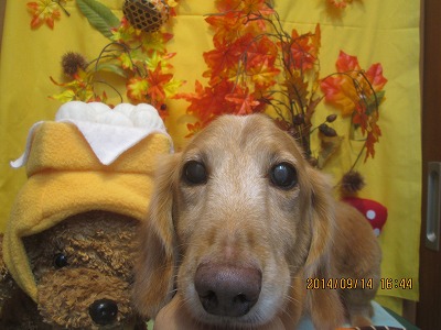 ファイル 8249-1.jpg