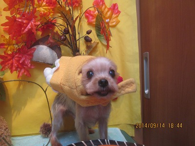 ファイル 8250-1.jpg