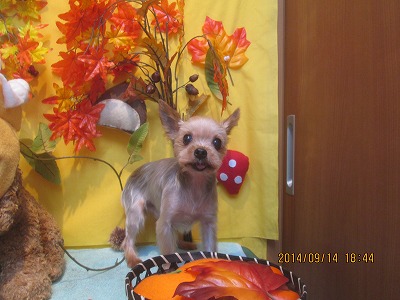 ファイル 8250-2.jpg