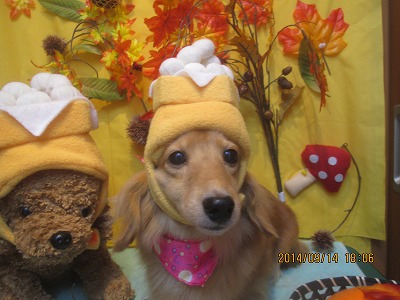 ファイル 8252-1.jpg